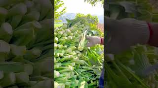 Efficiently Sorting and Stacking Freshly Harvested Water Spinach for Market Sale