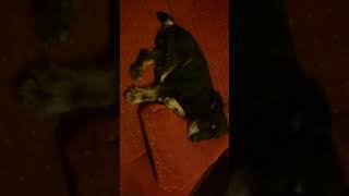 Niemiecki Terrier Myśliwski Jagd Terrier Baks