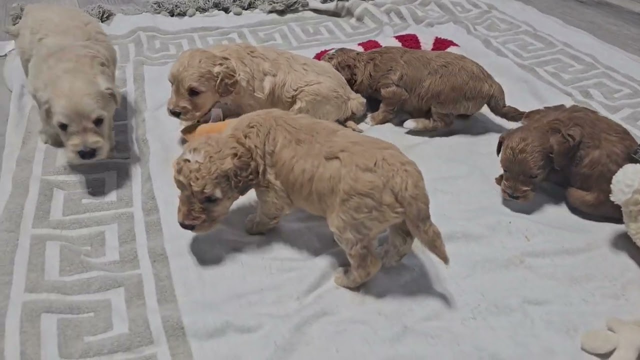 Jada ,Jazmin,Jessa,Jazz, Josie & Jetta F1b Minigoldendoodle sisters available for adoption.