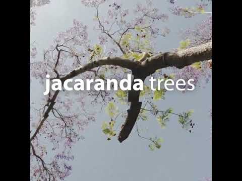 Damien Sebe - Jacaranda Trees (lofi hip hop)