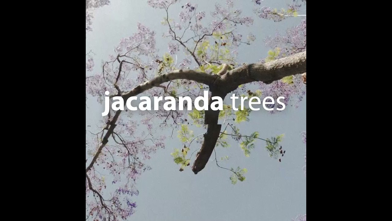 Watch Damien Sebe - Jacaranda Trees (lofi hip hop) on YouTube Watch Damien Sebe - Jacaranda Trees (lofi hip hop) on YouTube
