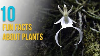 10 Amazing Facts About Plants You Didn't Know!