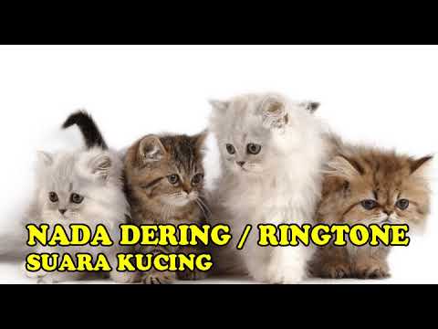 RINGTONE||NADA DERING SUARA ANAK KUCING BAGUS BANGET BUAT NADA TELEPON||HP||HANDPHONE