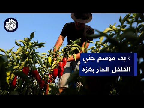 فلسطين توقعات بارتفاع محصول الفلفل رغم موجات الحرارة