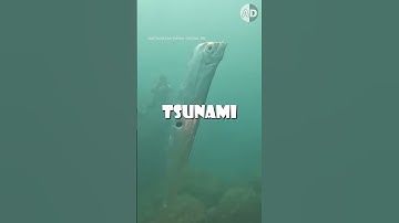 Thumbnail of Earthquake Fish: Why Do Oarfish Surface?