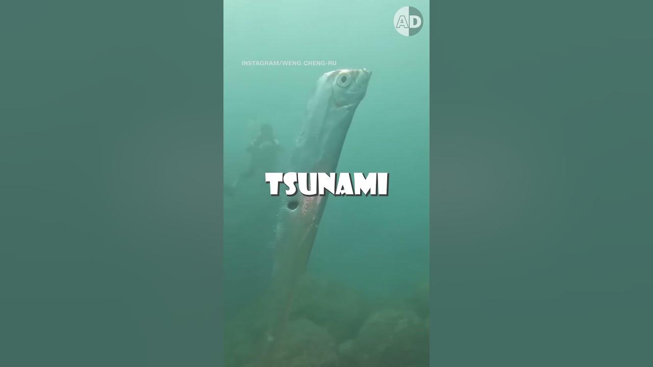 Earthquake Fish: Why Do Oarfish Surface?