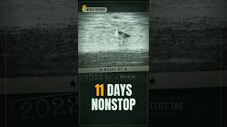 Bar-Tailed Godwit: 11 Days Without Landing