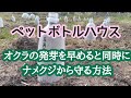 【ペットボトル・オクラハウス】高温発芽特性を考慮し、ナメクジから守るオクラ栽培術