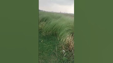 village nuter #shortvideo @Mi-computer7 suscribe My channel