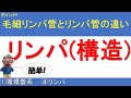 リンパ(構造)【解剖生理学Ⅰ 1)循環器系/④リンパ】