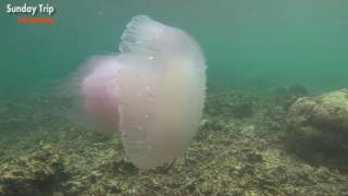 Video Ubur-ubur raksasa di PAHAWANG ISLAND, Sunday Trip Lampung, download MP3, 3GP, MP4, WEBM, AVI, FLV Agustus 2018 Video Ubur-ubur raksasa di PAHAWANG ISLAND, Sunday Trip Lampung, download MP3, 3GP, MP4, WEBM, AVI, FLV Agustus 2018