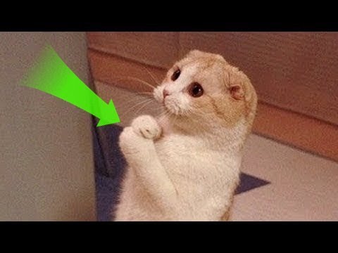 فيديو: لماذا تعتبر حصائر القطط خطرة؟