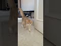 Mọi thứ mà trái tim bạn xứng đáng sẽ sớm đến với bạn #leo #lucy #cat #pet