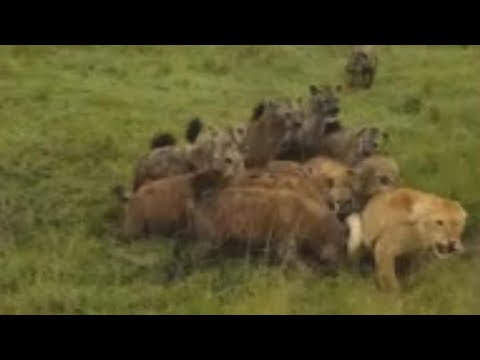 Video: Può la leonessa uccidere il leone?