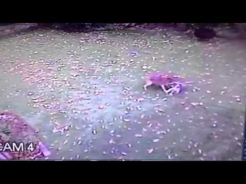 RAW: Coyote Attack In Burlington