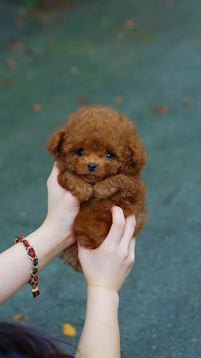 Real teddy bear Poolde🤎❤️ - Aloha Teacup Puppies #teddybear #poodle #cutebaby #babyboy