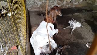 Marykutty Goat delivery - Manalil Farms