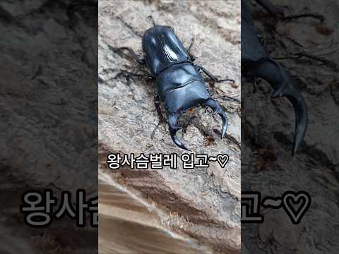사슴벌레중 최고?? 왕사슴벌레 입고! 크기별로 다양하게 입고~~♡♡♡