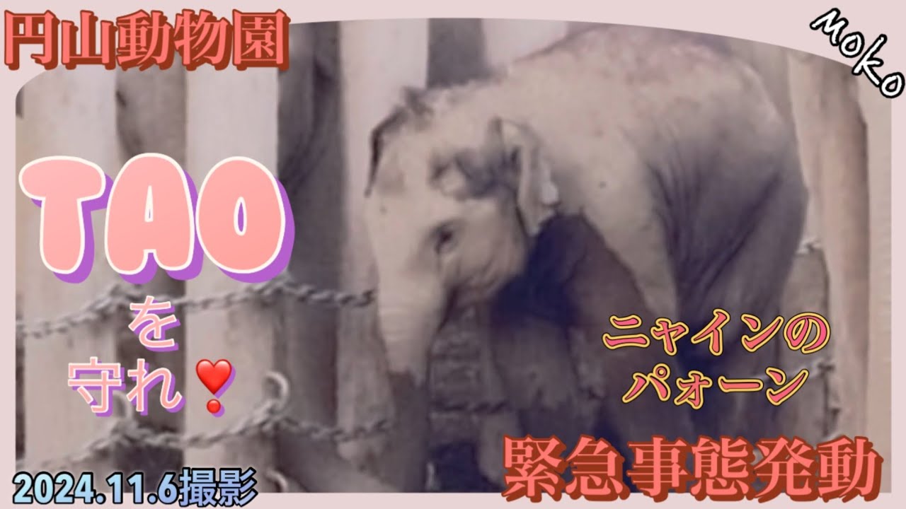 【タオ】を守れ❣【ニャイン】からの緊急事態発令！！