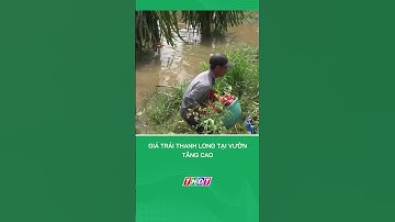 Giá trái thanh long tại vườn tăng cao #nongnghiepmientay
