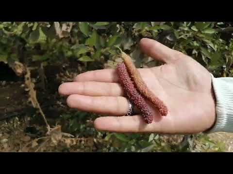 موسم التوت و جمال الوان التوت و احجامه