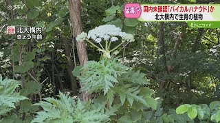 毒花 4133e467cf2ad227b7cffe7fa21a08