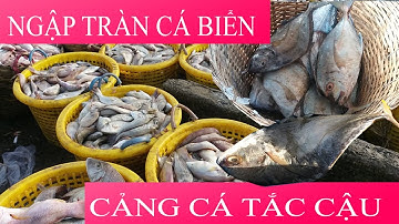 CẢNG CÁ TẮC CẬU, HUYỆN CHÂU THÀNH TỈNH KIÊN GIANG. TAC CAUFISHING PORT, CHAU THANH DITRICT.