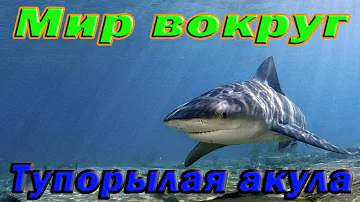 Тупорылая акула. Властители океанов. Морской мир. HD