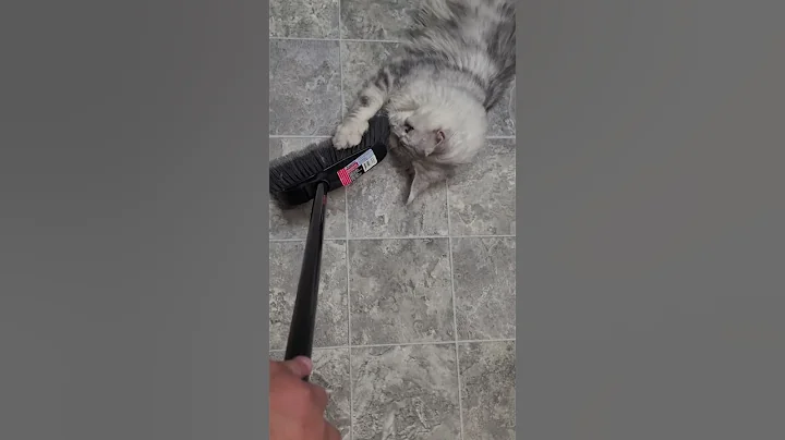 Video 1729231: silver shaded maine coon, maine coon black silver