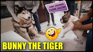 Humara Bunny toh Sher Hai @PULKITvAmp French Bull vs Husky | Funny Dog Fight | Harpreet SDC