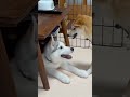 柴犬を煽り続けてブチギレられるシベリアンハスキーの子犬 #shorts