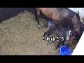 コルシのいたずら・帽子編(ゴールドシップ産駒)