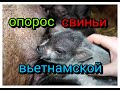 ОПОРОС ВЬЕТНАМСКОЙ СВИНЬИ