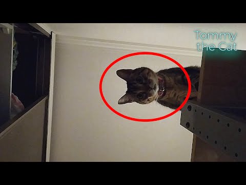 Tommy - mysterious cat on the internet ?
