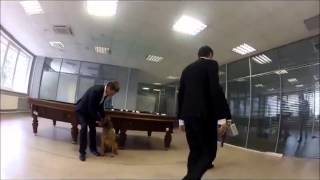 Biting Elbows - 'Bad Motherfucker' (Insane Office Escape Episode 1-2) Biting Elbows - 'Bad Motherfucker' (Insane Office Escape Episode 1-2)