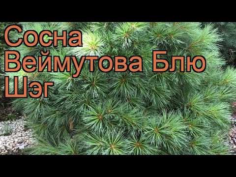 Сосна веймутова Блю
