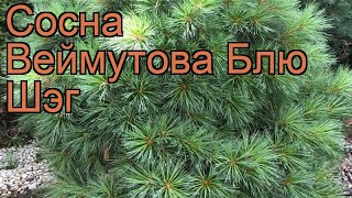 Сосна веймутова Блю Шэг (pinus strobus) 🌿 сосна Блю Шэг обзор: как сажать саженцы сосны Блю Шэг