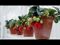 How To Grow Strawberry Plants At Home | Tips To Grow Strawberries in Pots - Gardening Tips