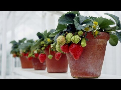 strawberry plants in pots