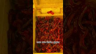 Мотыль как стрекоза #рыбалкавбашкирии #рыбалка #рыбалкауфа #зимняярыбалка #юмор