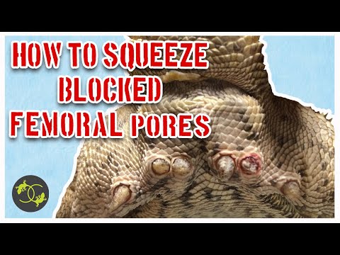 How to Squeeze Blocked Femoral Pores in Bearded Dragons - Cookies Critters - Squeezing Clogged Pores