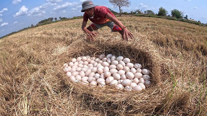 OMG - A farmer pick a lot of duck eggs in rice field in straw