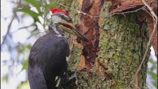 Smart Mastering Bird Sound full burung Pelatuk #masteranburung #hobinyajajat #birdsound #pelatuk