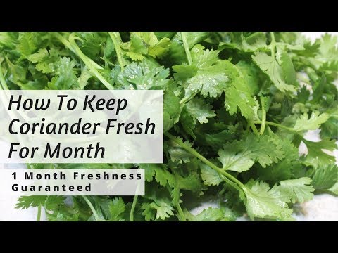 How To Keep Coriander Fresh For Long in Fridge -Cilantro Saving Tip By Madeeha