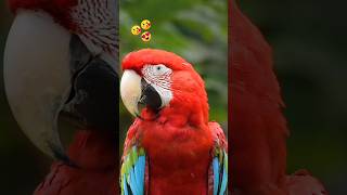 সবথেকে সুন্দর পাখি | Top   Beautiful Birds in the World /Amazing Birds #viral #youtubeshorts