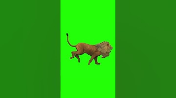 3D Lion Running Green Screen For Editing For Free