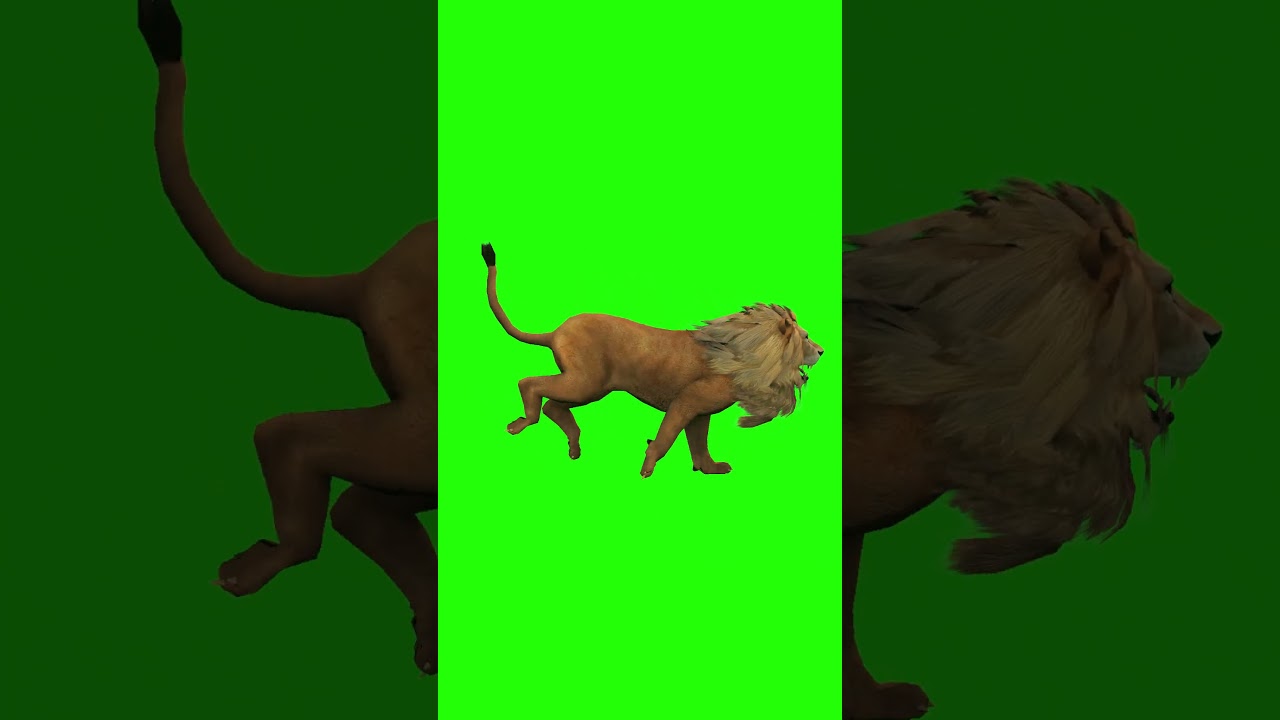 3D Lion Running Green Screen For Editing For Free