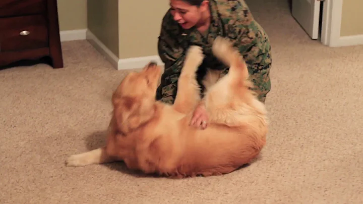 Adorable Golden Retriever Welcomes Marine Home - DayDayNews