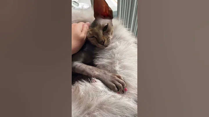 Watch the video about Adorable Sphynx Cat 🐱✨ Hairless, Sweet & Full of Personality