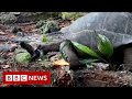 Tortoise eating a bird caught on camera - BBC News